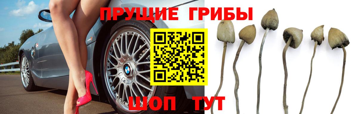 Костомукша  Галлюциногенные грибы Magic Shrooms  Вход с VPN 